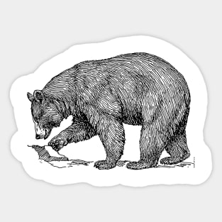 Black bear Sticker